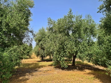 Olivovníky na farmě Sabino Leone
